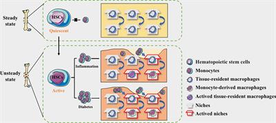 Dysfunction of macrophages leads to diabetic bone regeneration deficiency